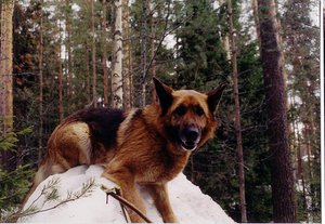 File - A German Shepherd (Alsatian) Dog.