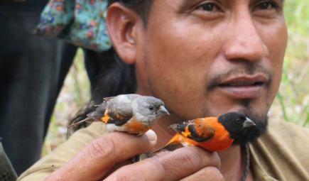 Ranger holding red siskin.