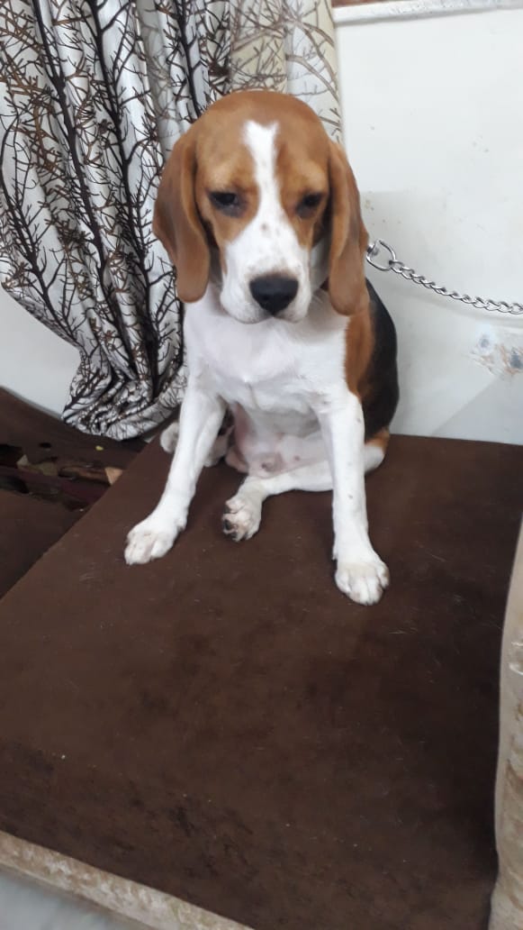 Beagle for adoption Delhi