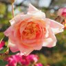 Garden where rose passion keeps blooming