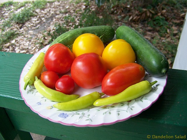 Tomatoes and Cucumbers and Banana Peppers Harvest