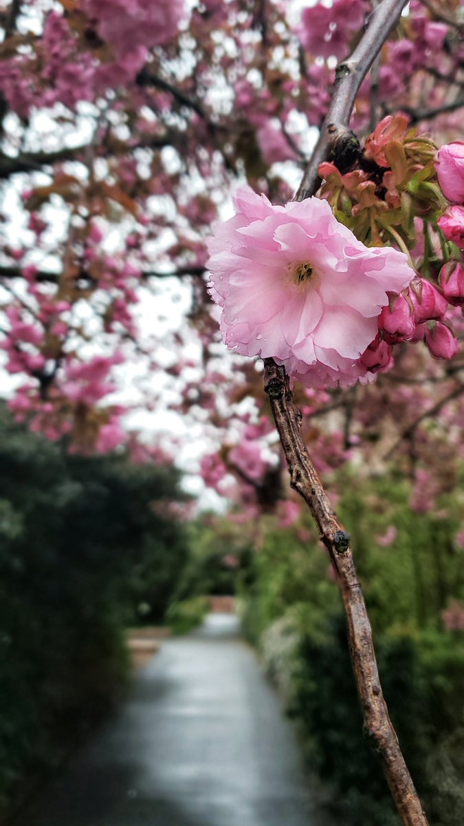 Pink flower on a tree