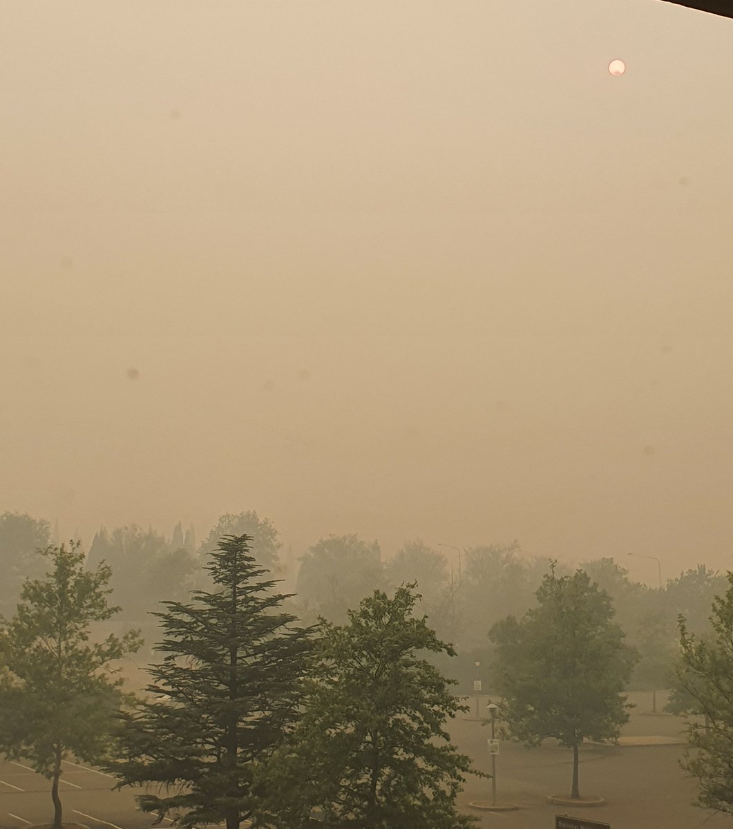 Trees and a red sun through heavy smoke fog