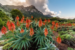 Beautiful flowering aloes in the Kirstenbosch Gardens.