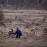 Wildlife caregiver Rosemary Austen comforts a kangaroo before transporting several burn victims to the Possumwood Wildlife recovery center in Peak View, Australia. 