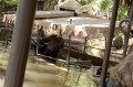 Disney World's Jungle Cruise ride sinks on Friday, Februrary 27. Pic from Twitter. Not for any other use.Â 