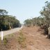 Cape Conran Coastal Park, the Marlo-Conran roadside. 