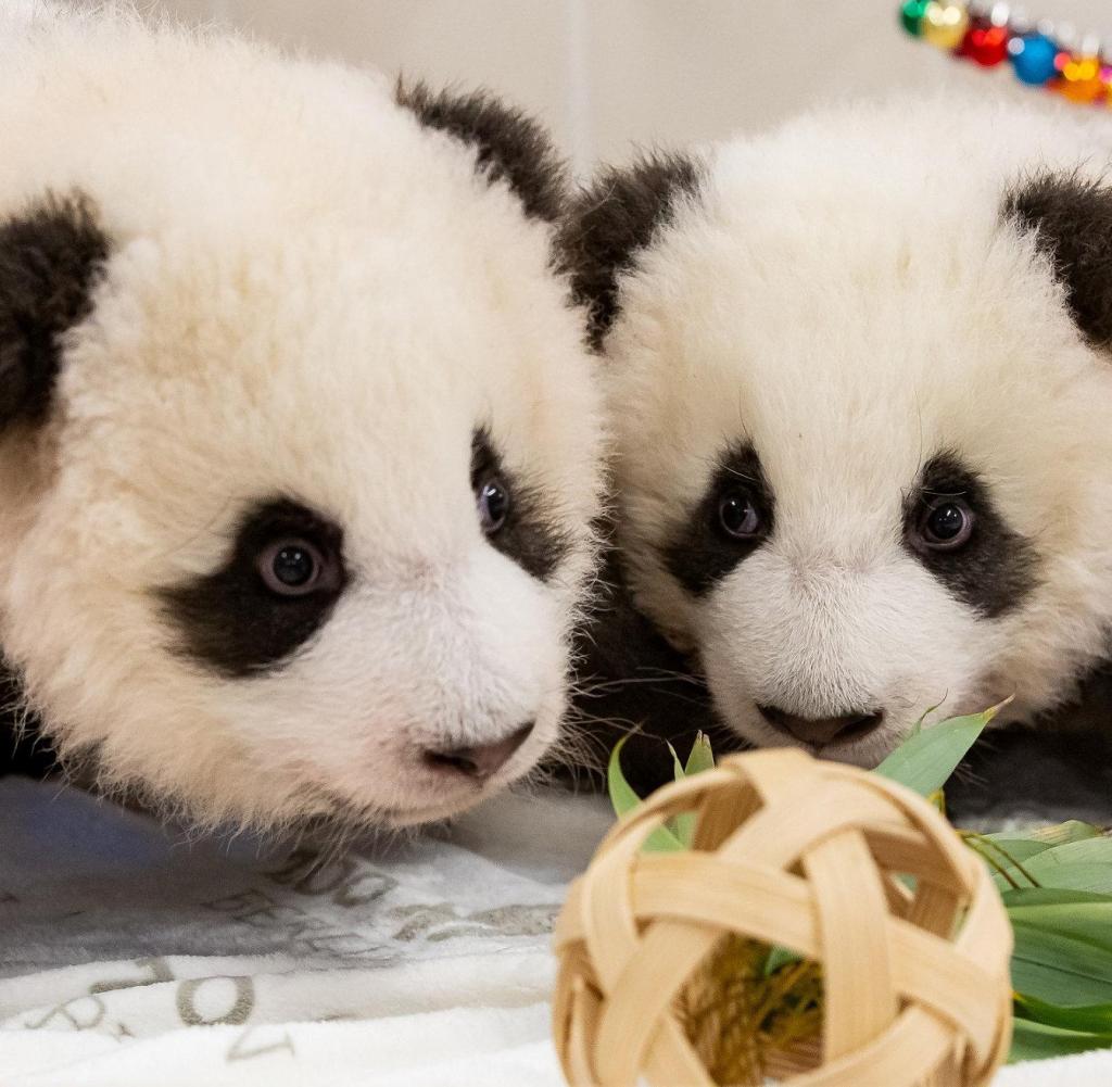 Auf frischer Tat ertappt: Die Panda-Zwillinge mit dem Coronavirus