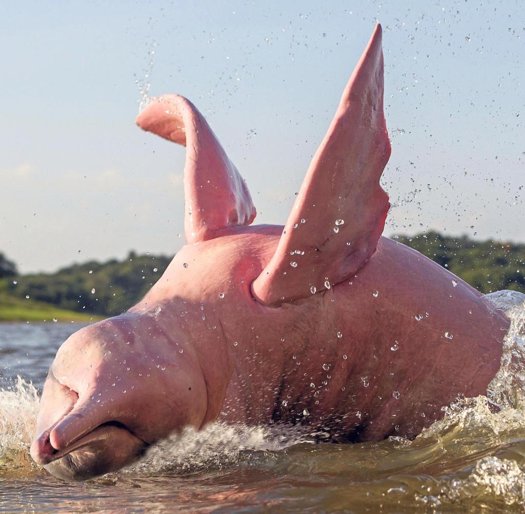 Brasilien: Dieser außergewöhnliche Schnappschuss zeigt einen Amazonasdelfin beim Sprung aus dem Wasser