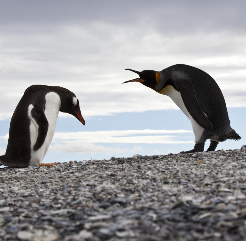 Argentinien: In Ushuaia gibt es Pinguine nur als Souvenirs. Die nächstgelegene Pinguin-Kolonie findet sich auf der 75 Kilometer entfernten Isla Martillo