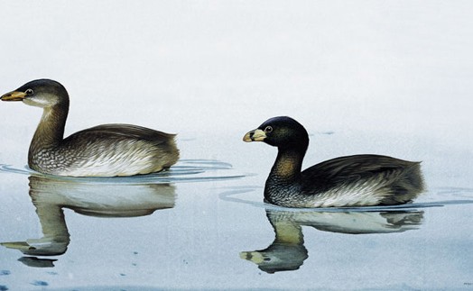 Today’s Extinct Animal- The Lake Atitlan Grebe