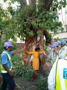 india tree