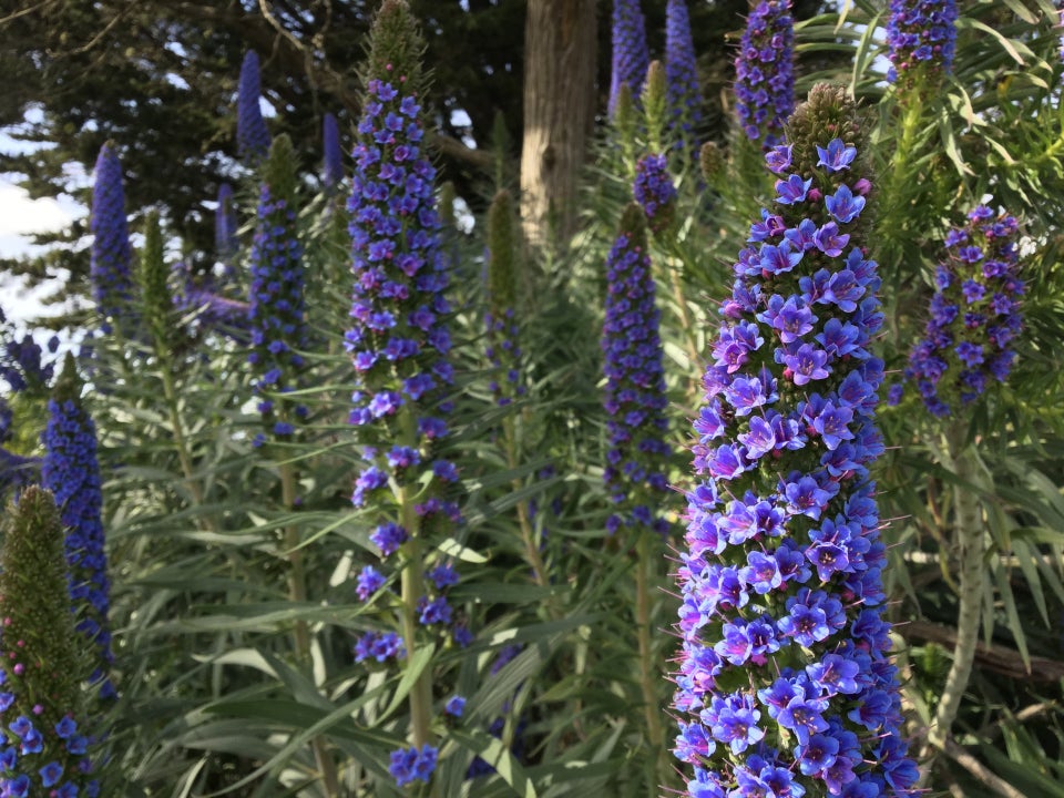 Bright purple flowers rising from the bushes on the top of Buena Vista Park.