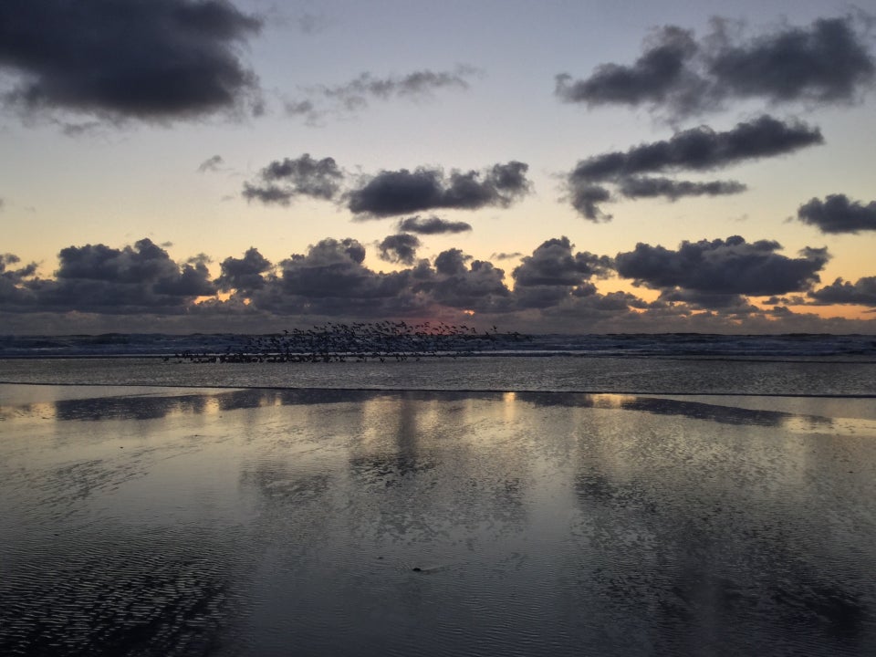 Hundreds of small birds flocking and flying up from the shore as a wave breaks at their feet, backlit by the post-sunset light.