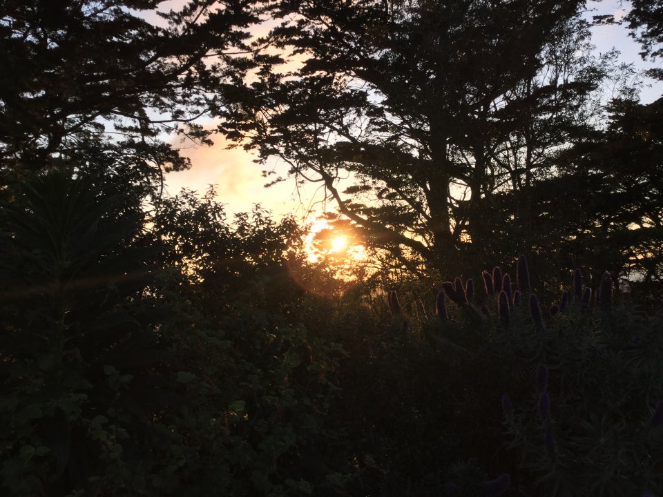 Sunset at Buena Vista Park, yellow sky and an orange pink cloud visible between the tree branches, nearby plants backlit and tinged with orange.