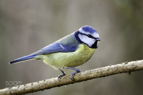 blue tit - kelvinrum - https://ift.tt/1gMMUOx