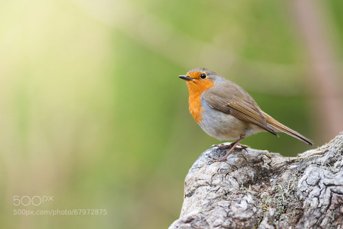 Red robin - stefanholm - https://ift.tt/1jwiWwU