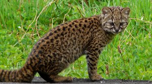 Leopardus guigna in Anticura (Parque Nacional Puyehue, X Region, Chile)