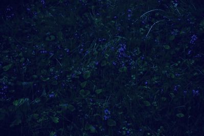 Erik Madigan Heck, ‘Blue Flowers’, 2011