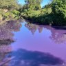 No sign of purple rain – so what turned Sydney creek a vivid mauve?