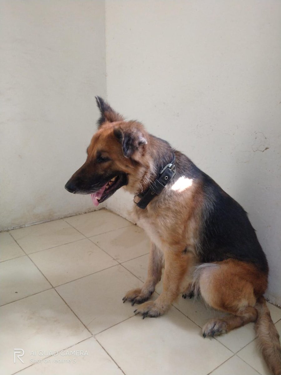 German Shepherd adoption Delhi