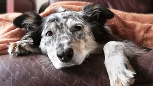 Tonight on Nationwide, Bláthnaid Ní Chofaigh visits the DSPCA to find out how both the staff and animals have been getting on during lockdown.