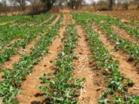 Shashe Agroecology School