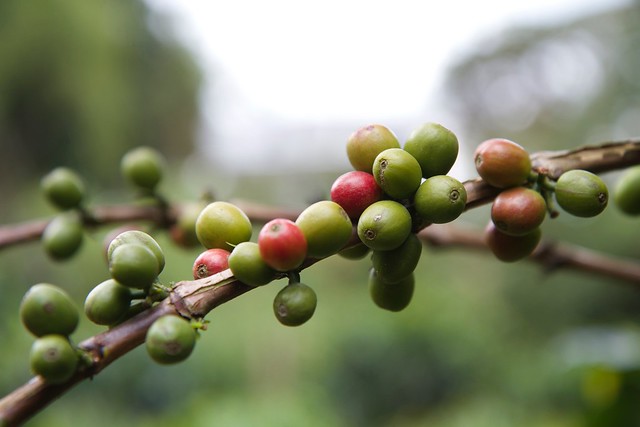 Colombia Coffee