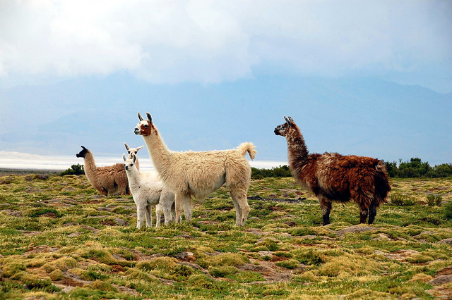 Llamas, towards Parque Nacional Volcán Isluga, Chile