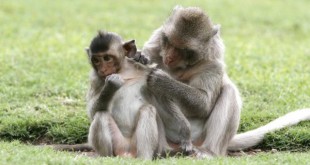 Création de singes transgéniques pour le traitement de l?autisme