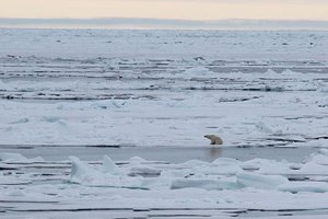 File - Polar Bear seen Ice Cruising in the Arctic. In recent decades, sea ice in the Arctic Ocean has been melting faster than it re-freezes in winter.