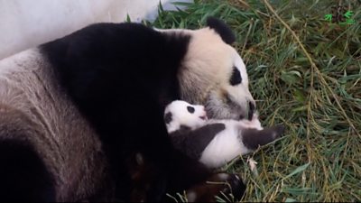 Panda cub and mother sleeping