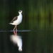 Black-necked stilt - Échasse d'Amérique - Himantopus mexicanus