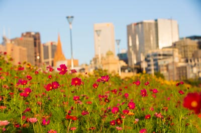 Meadow of dark red flowers near the CBD