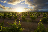 Bush vine grenache thriving at Swinney Vineyards in the Frankland River.