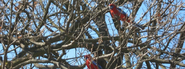 canberra-rosellas