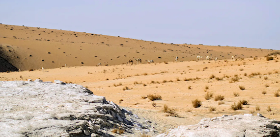 Prehistoric Arabia Felix: As Humans exited Africa 120K years ago, they headed into Green Nefud