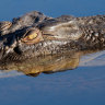 A large saltwater crocodile at Yellow water billabong, Kakadu National Park, Northern Territory, Australia.