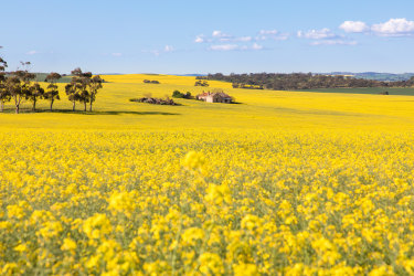 canola SA