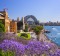 Jacaranda trees blooming in First Fleet Park, The Rocks.