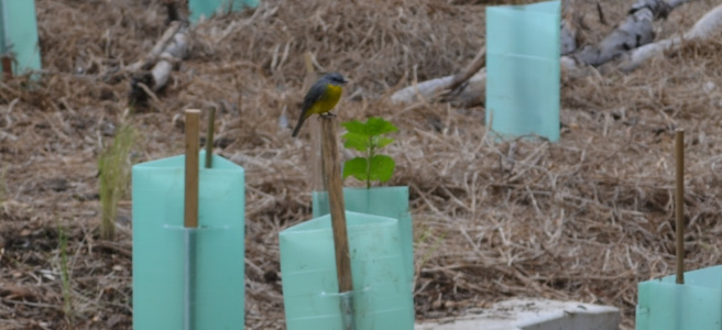 Yellow robin