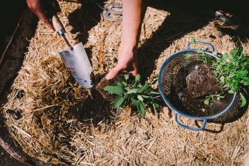 How to prepare your soil to ensure you have a thriving garden