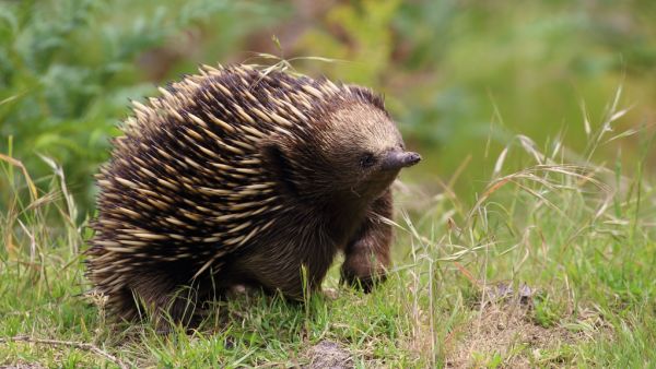 How this neighbourhood brought back native birds and wildlife