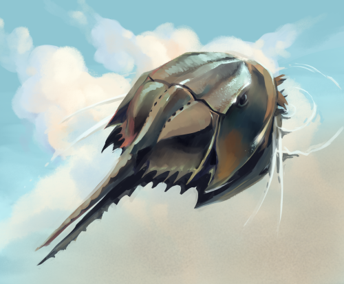 bedupolker:
“Horseshoe crab, an arthropod who was just recently promoted to being a chelicerate (closer to spiders than actual crabs!)
I was listening to miyazaki music while painting this so just imagine “carousel of life” playing in the...