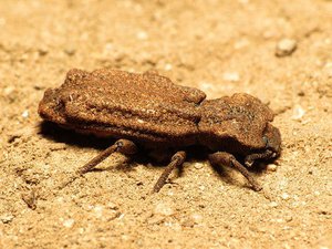 File - An Ironclad Beetle (Phellopsis porcata) in Sawtooth National Forest near Stanley, Idaho.