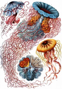 Haeckel