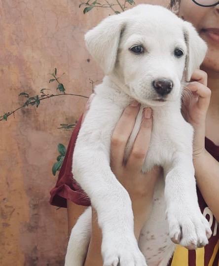 Delhi puppy adoption