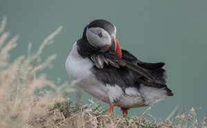 Puffin bird