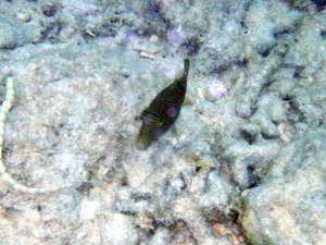 A dark yet colorfully designed fish seem to stare while staying still on an ocena rock