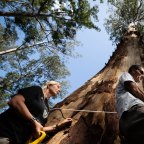 Joslyn van der Moolen and Nick Hopkins measure the girth of the known tallest spotted gum in the South Brooman State Forest in NSW. The area was burnt by bushfires last summer but it is still being logged. 15th October 2020 Photo: Janie Barrett